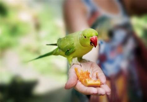 Qu Comen Los Pericos Conoce Todo Sobre Su Alimentaci N