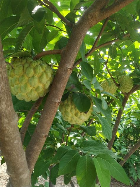 Custard Apple In Beed कस्टर्ड एप्पल बीड Latest Price And Mandi Rates