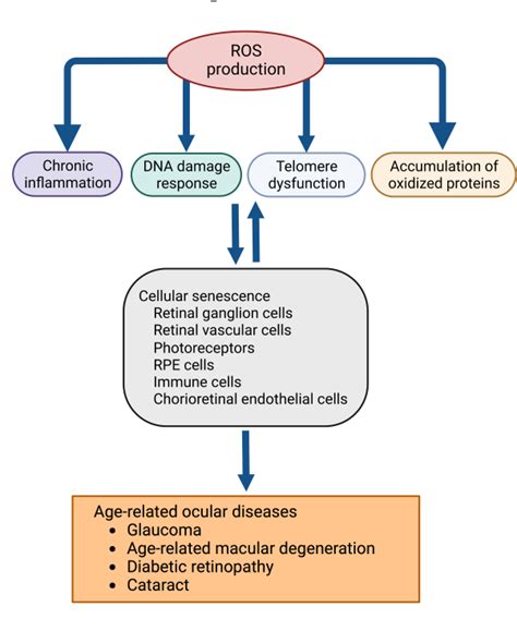 Pdf Oxidative Stress Induced Cellular Senescence In Aging Retina And