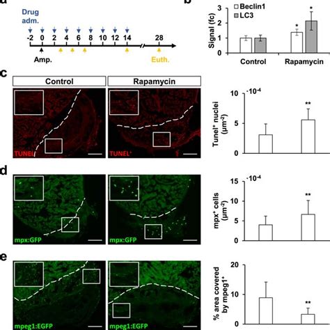 Rapamycin Treatment Affects The Inflammatory Phase Of The Cardiac