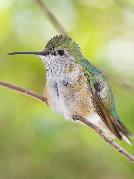 Colibrí Cola Ancha Fotos Banco De Fotos E Imágenes De Stock Istock