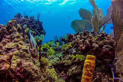 Scuba diving in BAYAHIBE with Dressel Divers