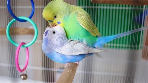 Parakeet Mating