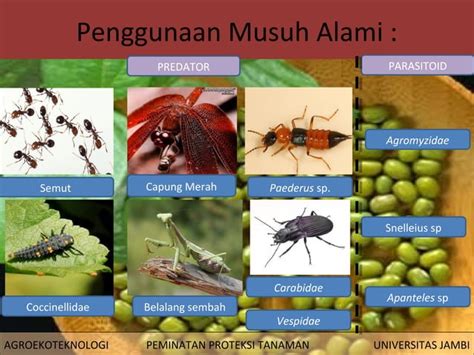 Pengendalian Hama Terpadu Pht Kacang Hijau Vigna Radiata Ppt