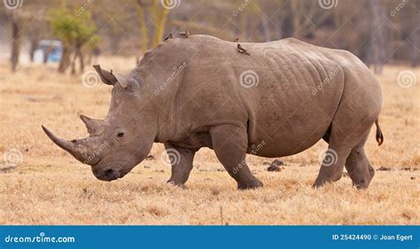 White Rhinoceros with Oxpeckers Stock Photo - Image of east, exotic ...