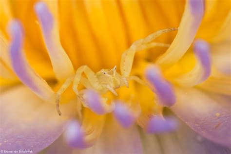 Spider Macro Photography By Ward Winning Photographer