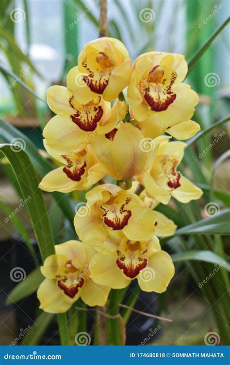 Yellow Cymbidium Orchids Boat Orchid Flowers Blooming In The Greenhouse