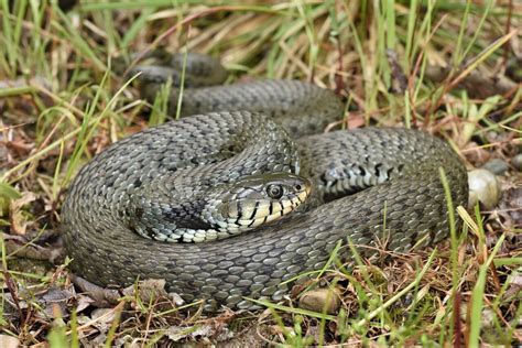 A Snake Crosses The Alps The Italian Barred Grass Snake Spreads To Bavaria