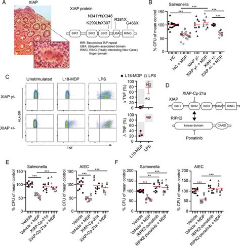 X Linked Inhibitor Of Apoptosis Xiap And Receptor Interacting Kinase Download Scientific