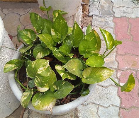 Entretien Du Pothos Epipremnum Aureum Conseils Pour Une Plante En