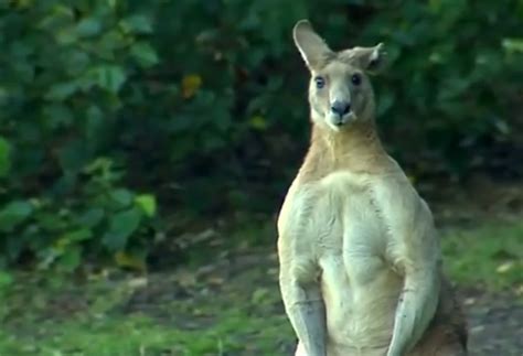 Canguro Gigante De 2 Metros Atemoriza A Un Barrio De Australia