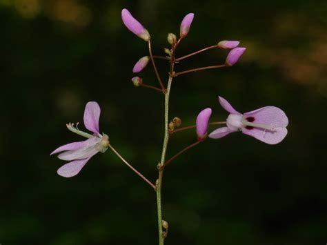 Naked Flowered Tick Trefoil Desmodium Nudiflorum Morris Flickr