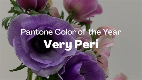 Pantone Color Of The Year 2022 Very Peri