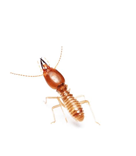 Termite Managment East Coast Pest Services