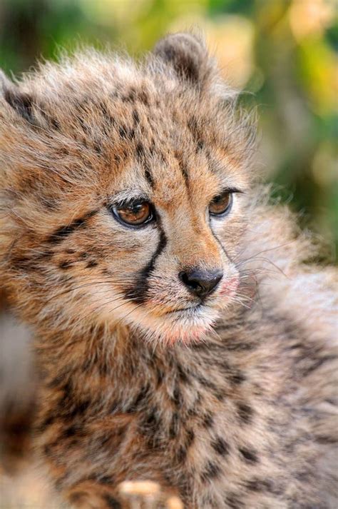 Vertical Closeup of Baby Cheetahs Face in Massai Mara in Kenya Stock Photo - Image of feline ...