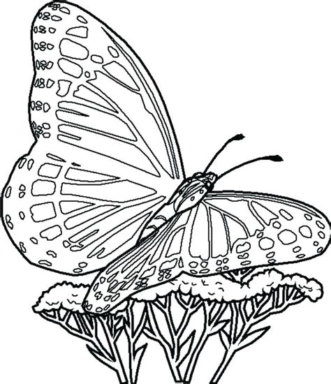 Print Butterfly Coloring Pages At Getdrawings Free Download