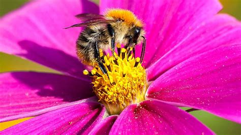 Insektensommer Des Nabu Ackerhummeln F Hren Bei Z Hlung