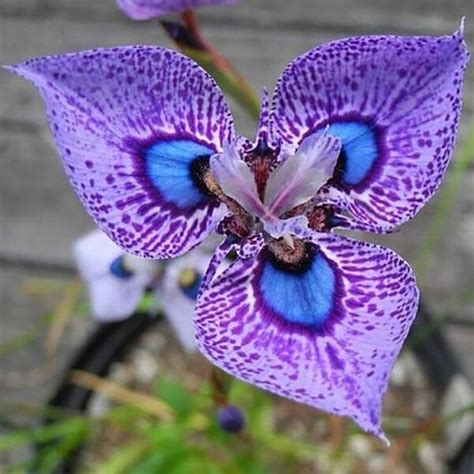 Mudas Orquidea Azul Rara Poucas Unidades Semente R Em