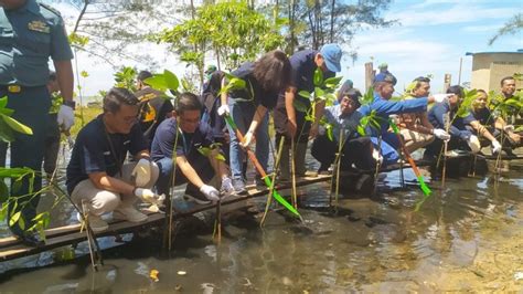 Pnm Dan Pegadaian Balikpapan Kolaborasi Tanam Ribu Mangrove Di Lamaru