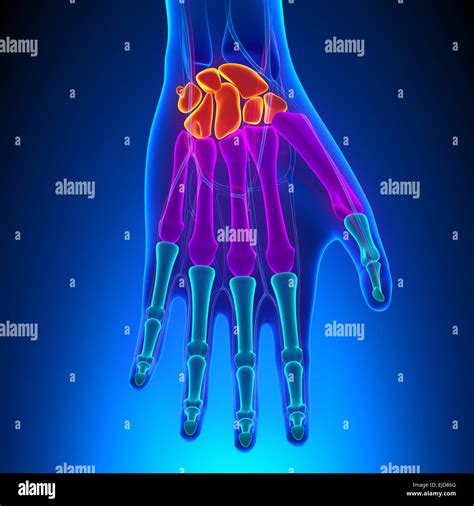 Anatomy Of Human Hand And Wrist With Circulatory System Stock Photo Alamy