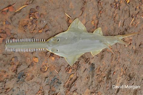 Dwarf Sawfish | Pristis clavata