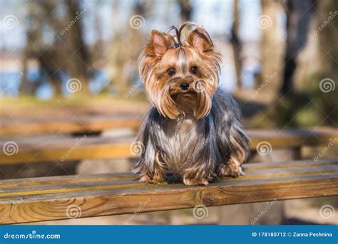 Yorkshire Terrier Dog Sitting Close Up On Nature Stock Photo Image Of