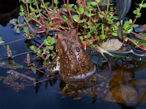 Frog in garden pond plants | Pond plants, Garden pond, Pond