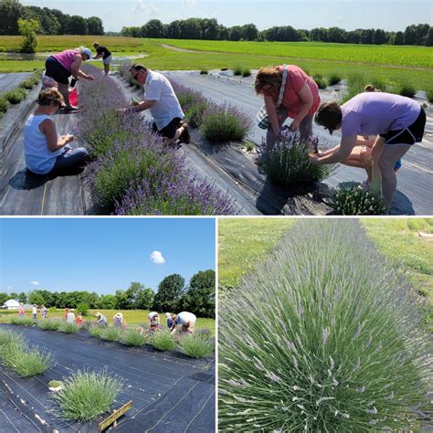 2023 Lavender Farm Open Dates Announced Tenderloin Farms