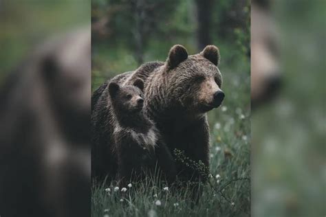 You've Never Seen Brown Bears Like This Before: Incredible Footage of Cubs and Their Moms