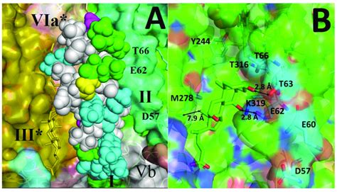 Structural View On The Possibility Of K Channel Inhibition By Babs