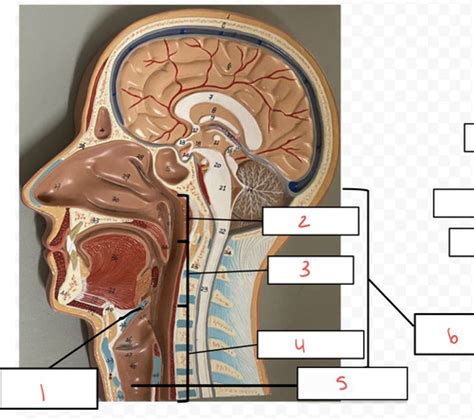 Anatomy II Practical 2 Flashcards Quizlet