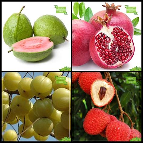 Creative Farmer Seeds For Gardening Combo Fruit Lemon Guava Pomagranate Gooseberry Litchi