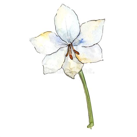 White Amaryllis Floral Botanical Flower Isolated Illustration Element