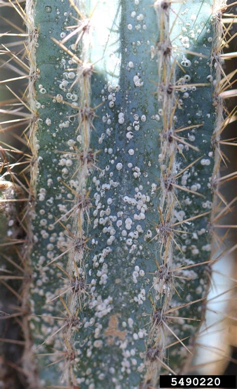 Cactus Scale Diaspis Echinocacti