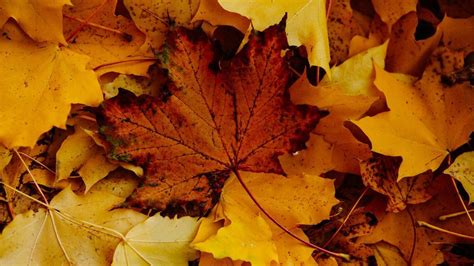 Por qué cambian de color las hojas en otoño NIUS