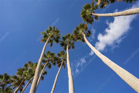 Row Of Palm Trees Against A Blue Sky Stock Image F