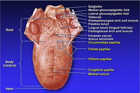 Diseases Of The Tongue Clinics In Dermatology