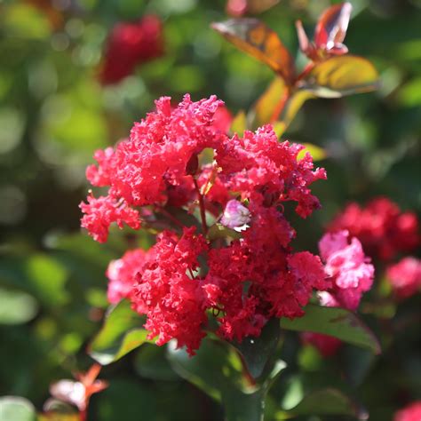 Crape myrtle Red Dynamite Crepemyrtle - CHINESE EXPORTER