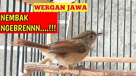 Full Nembak Ngebrensuara Burung Flamboyan Wergan Jawa Gacor 10