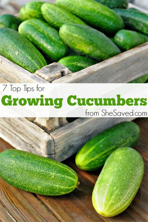 Tips For Growing Cucumbers Shesaved