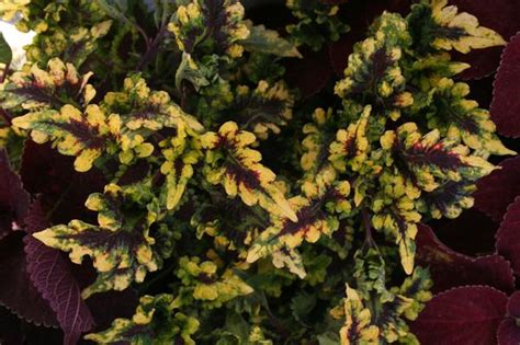 Coleus Scutellarioides Solar Flair Lucas Greenhouses