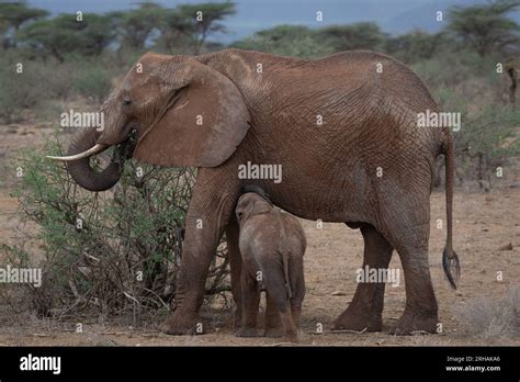 Mother Breastfeeding Baby African Elephant Loxodonta Africana