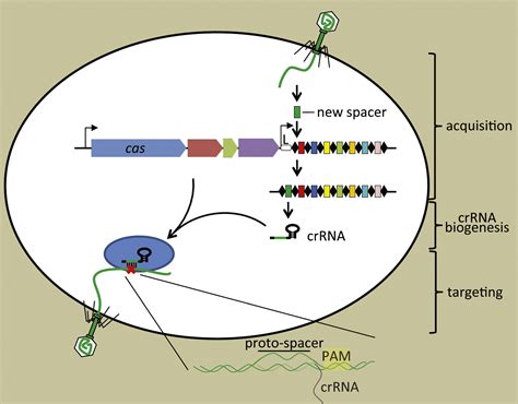 CRISPR Cas Systems Prokaryotes Upgrade To Adaptive Immunity Molecular