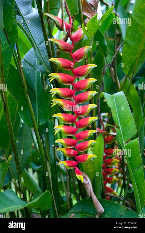 Suriname Paramaribo Heliconia Flower Heliconia Rostrata Stock Photo