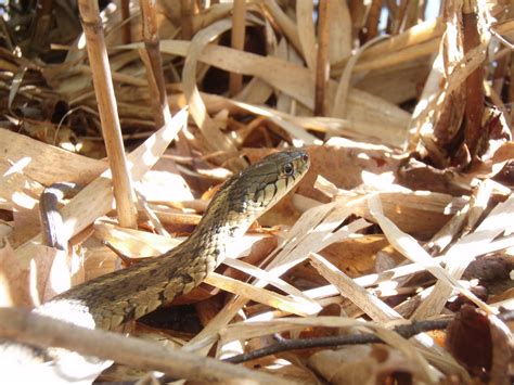 Plants And Wildlife Of New Jersey Eastern Garter Snake Thamnophis