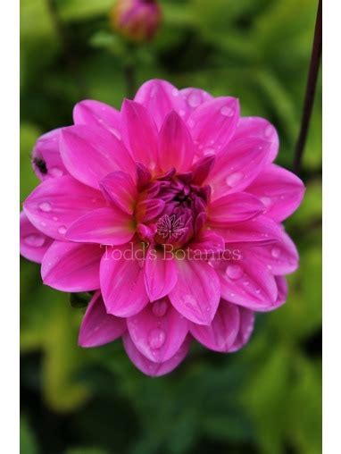 Dahlia Plants And Tubers Dahlia Jowey Gipsy Todds Botanics