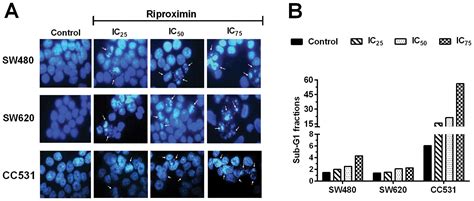 Riproximin A Type Ii Ribosome Inactivating Protein With Anti