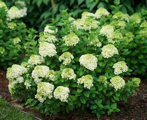 Hortensja Bukietowa Little Lime Punch Hydrangea Paniculata Albamar