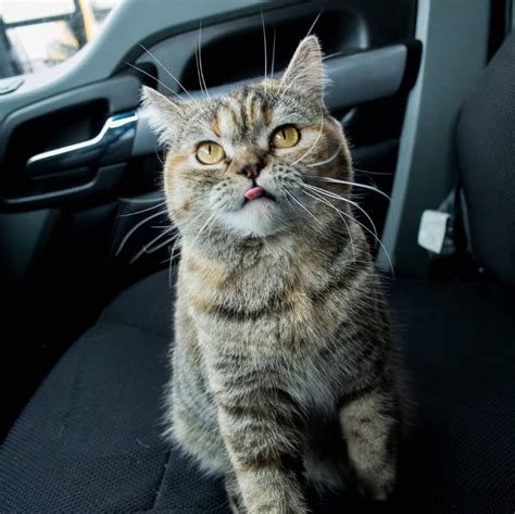 Meet Tora The Adventurous Cat That Has Traveled All Over The US With