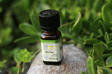 Aceite de Árbol de té Propiedades y Tips de Uso guapa natural